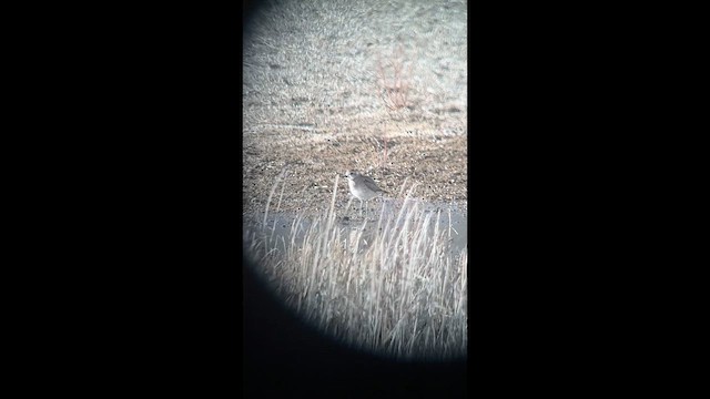 アメリカムナグロ - ML634217883
