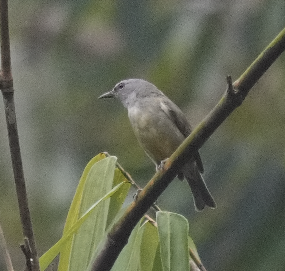 Javabrillenvogel - ML634217896