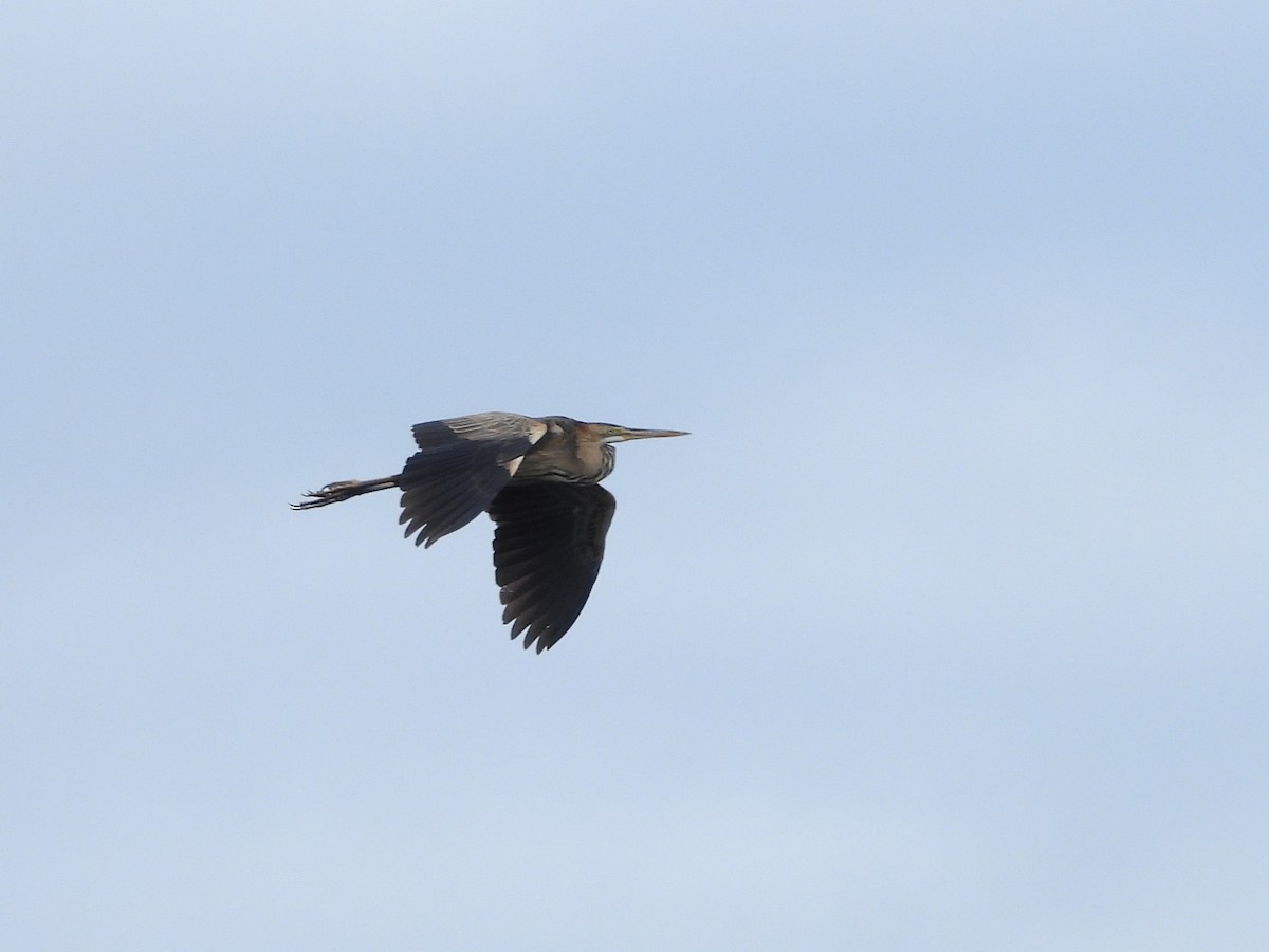 Purple Heron - ML634217996