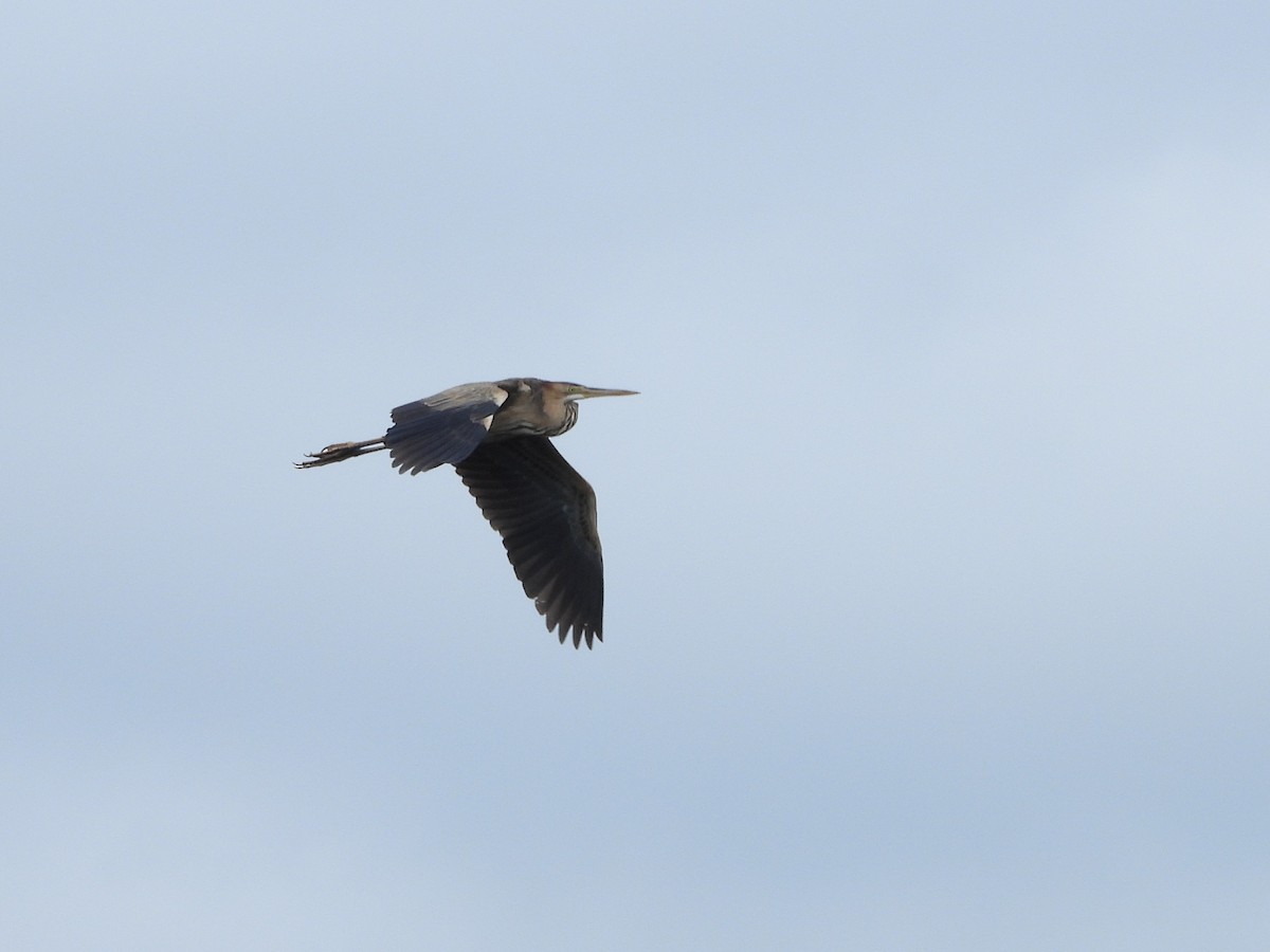 Purple Heron - ML634217997