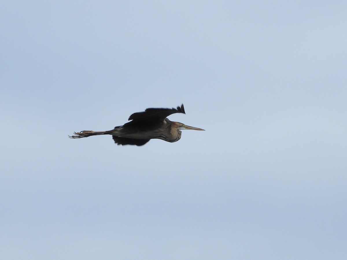 Purple Heron - ML634217998