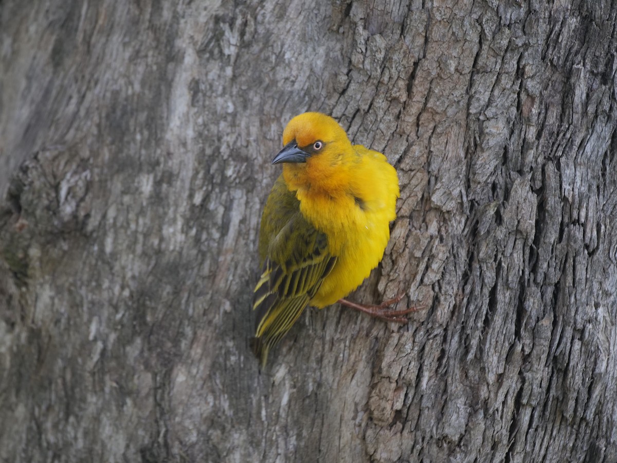 Cape Weaver - ML634218024