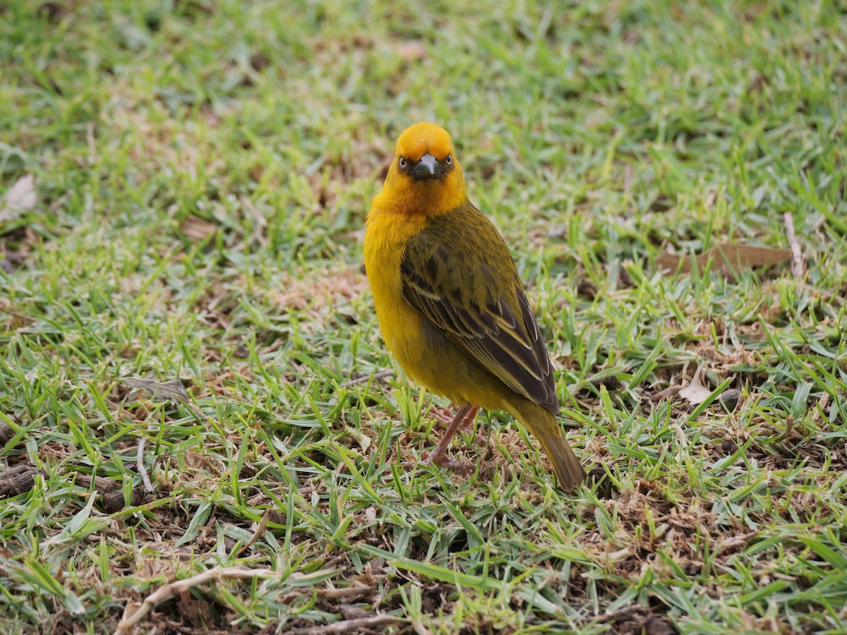 Cape Weaver - ML634218025