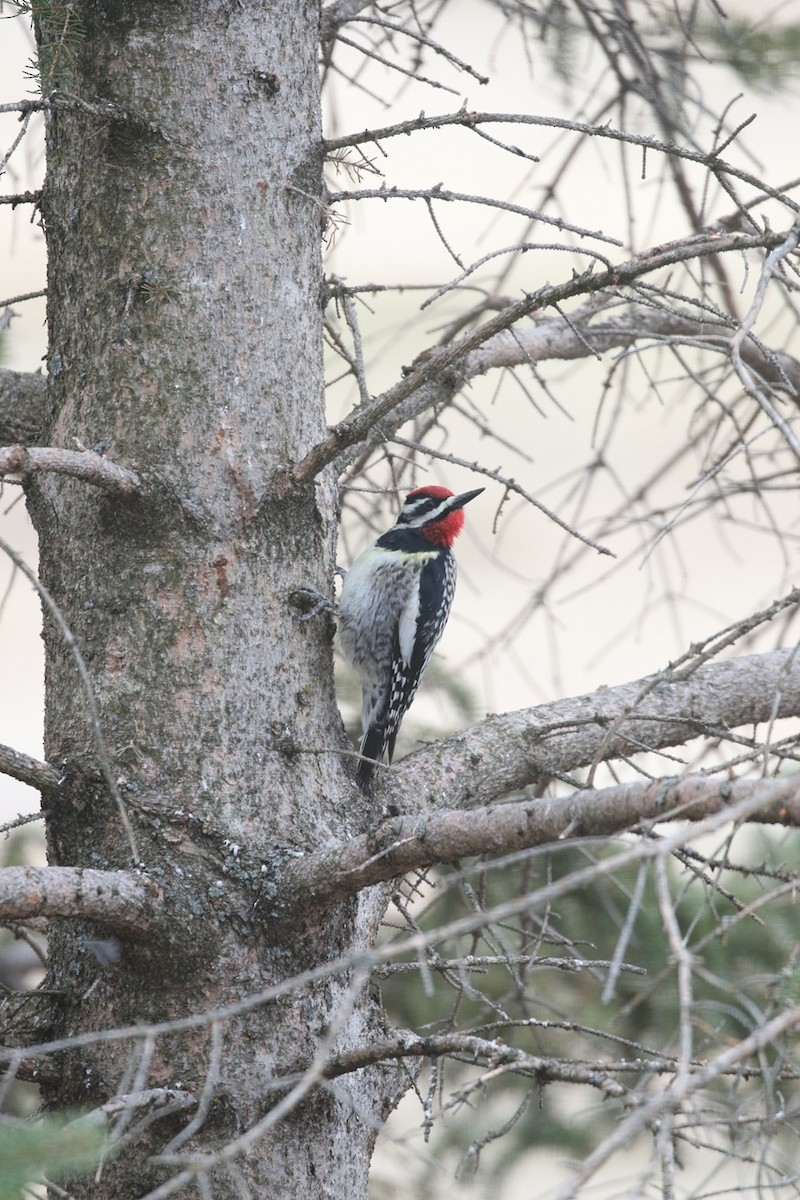 Yellow-bellied Sapsucker - ML634218036