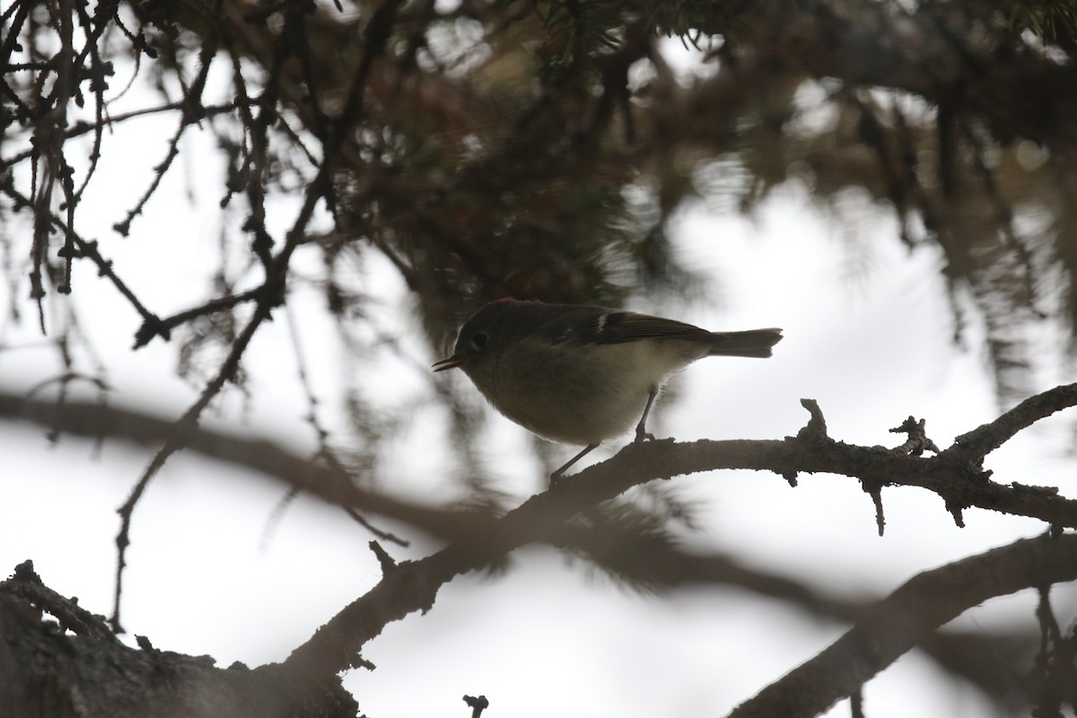 Ruby-crowned Kinglet - ML634218038