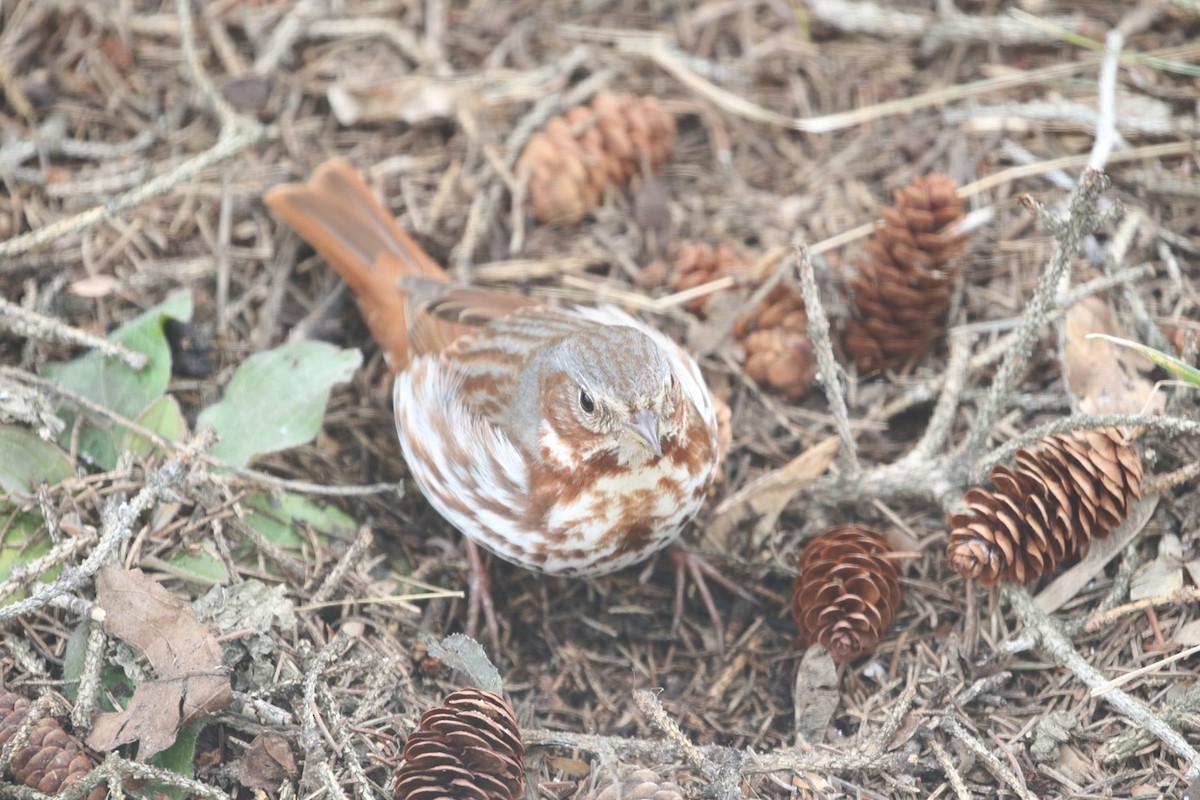 Fox Sparrow - ML634218039