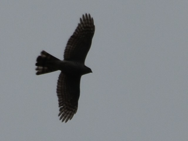 Eurasian Sparrowhawk - ML634218126