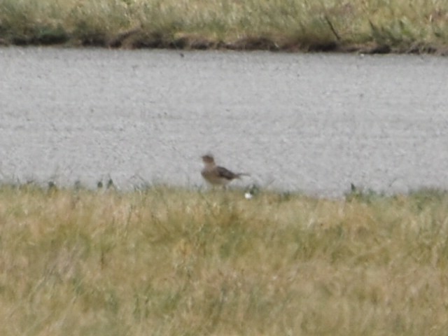 Eurasian Skylark - ML634218139