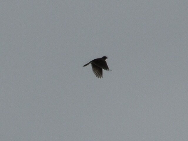 Eurasian Skylark - ML634218140