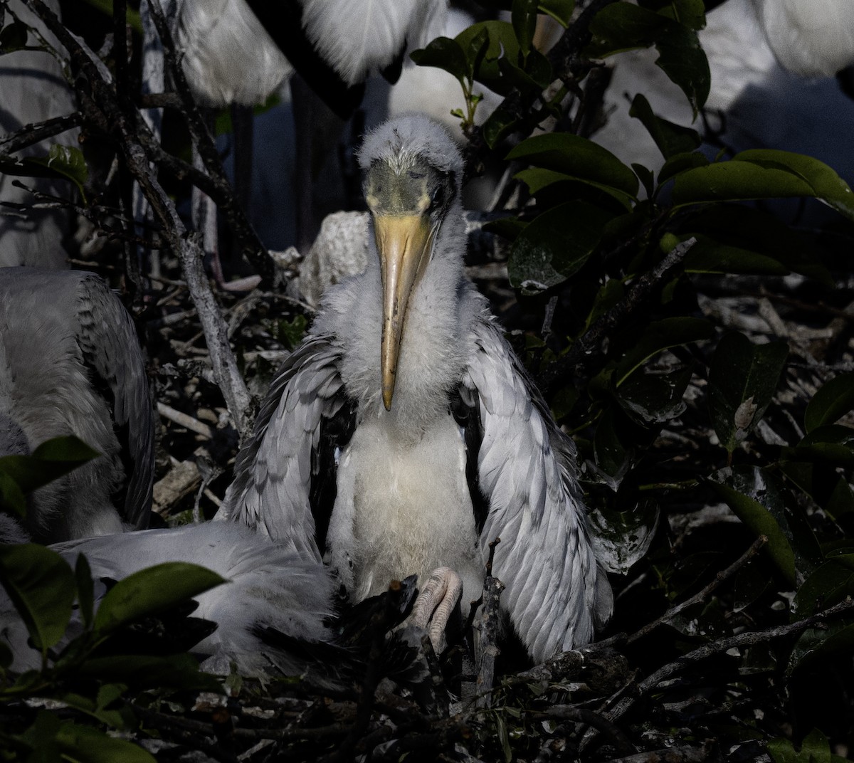 Wood Stork - ML634218147