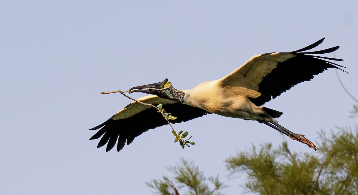 Wood Stork - ML634218148