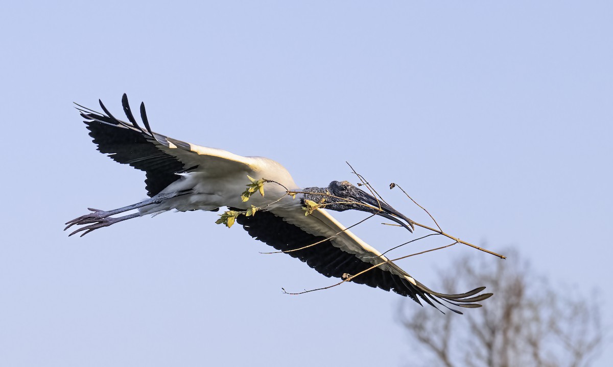 Wood Stork - ML634218149