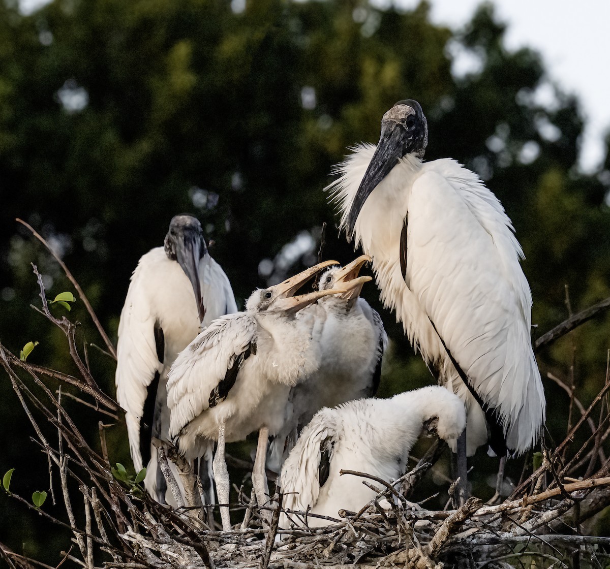 Wood Stork - ML634218150