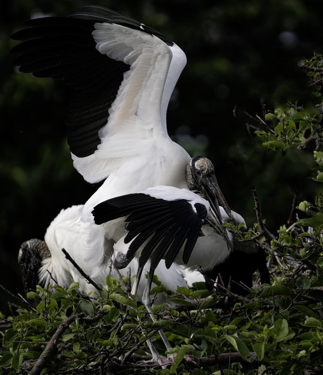 Wood Stork - ML634218151