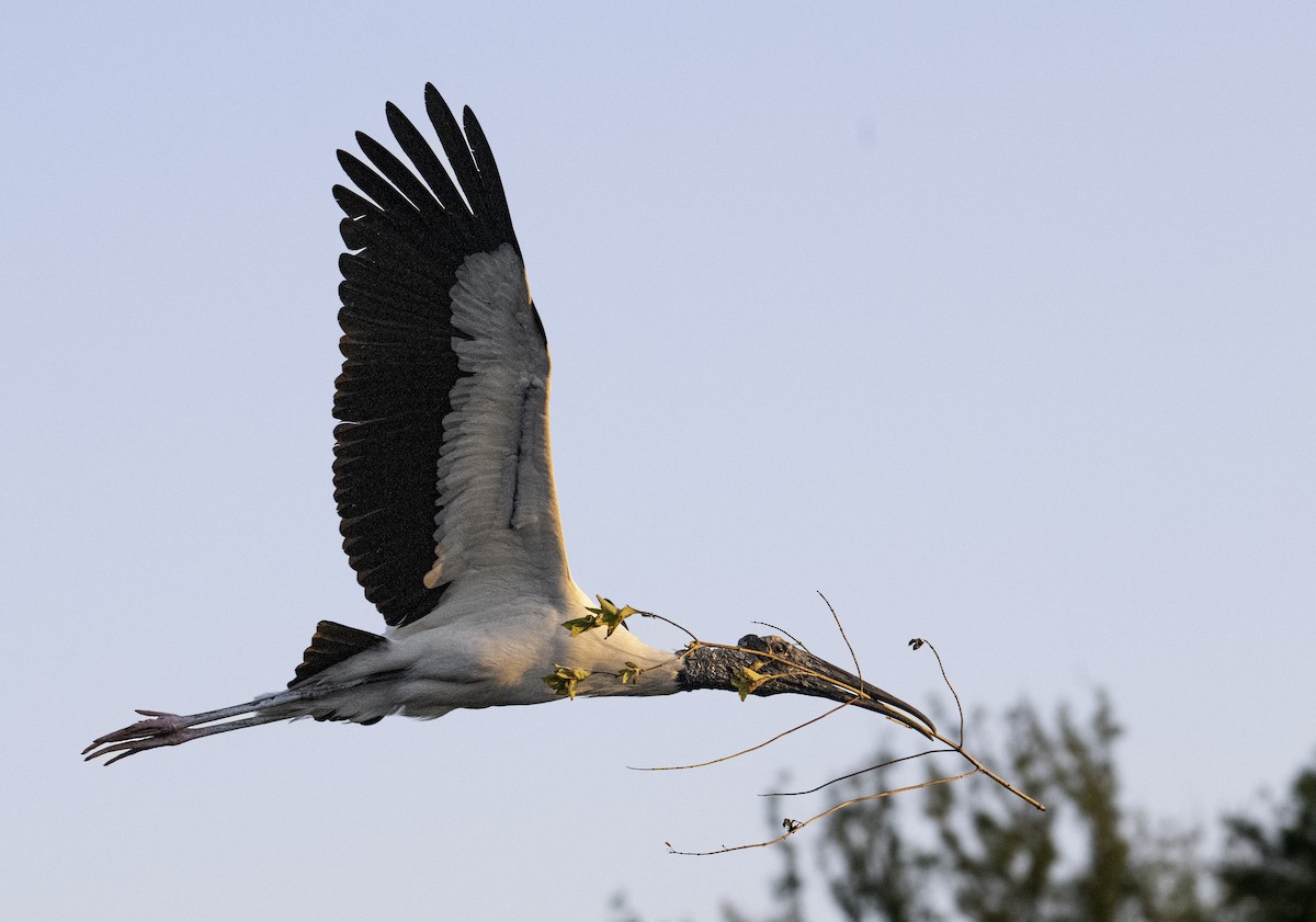 Wood Stork - ML634218153