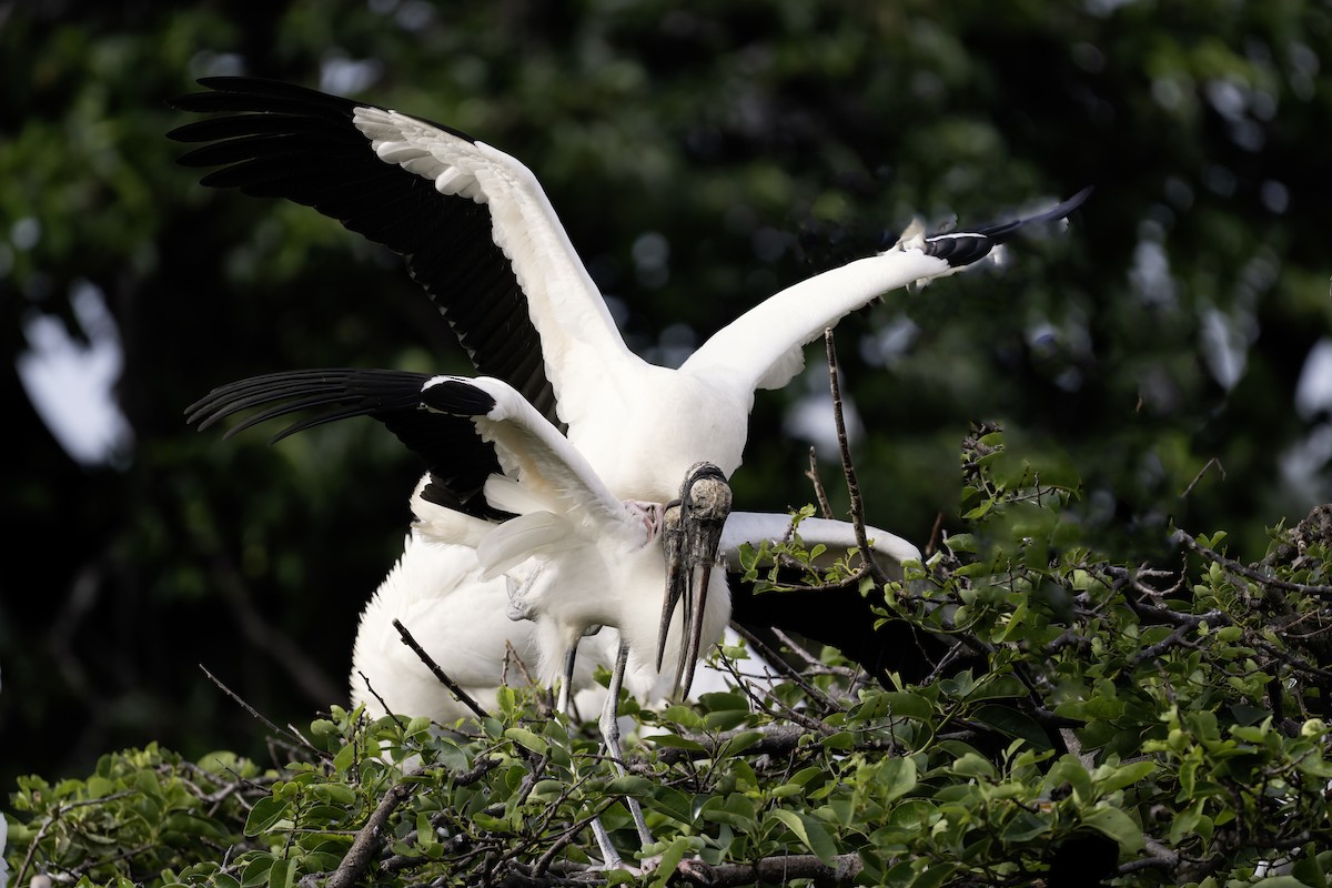Wood Stork - ML634218154