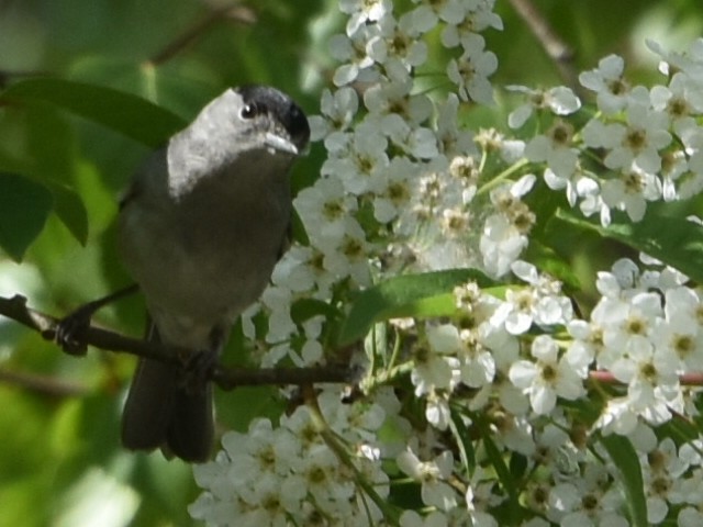 Eurasian Blackcap - ML634218171
