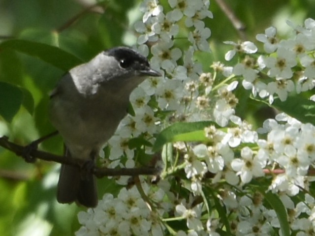 Eurasian Blackcap - ML634218172