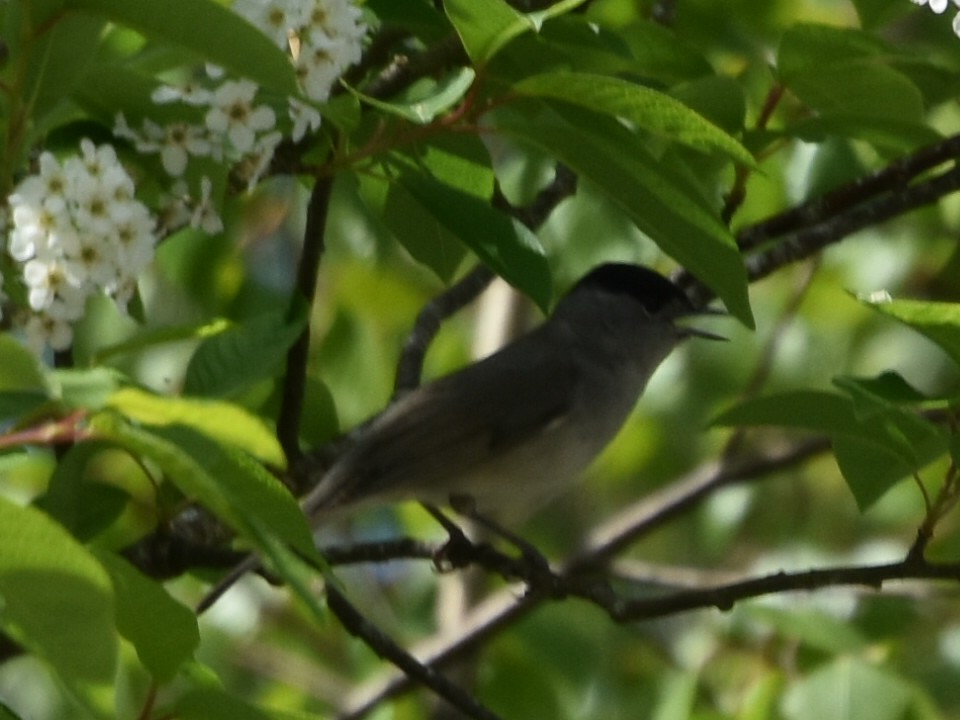 Eurasian Blackcap - ML634218173