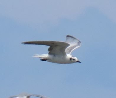 Itsas enara hegalzuria - ML634218187