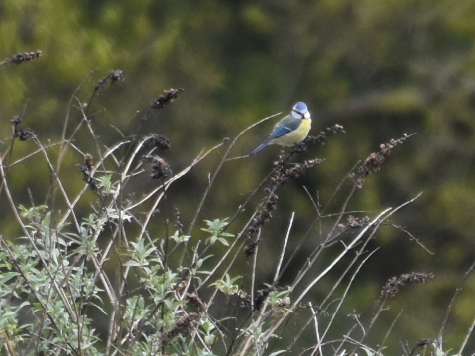 Eurasian Blue Tit - ML634218190