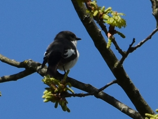 European Pied Flycatcher - ML634218236