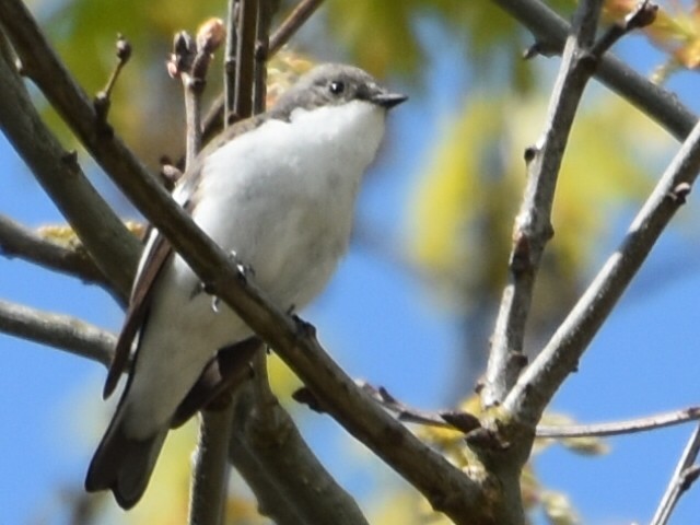 European Pied Flycatcher - ML634218237