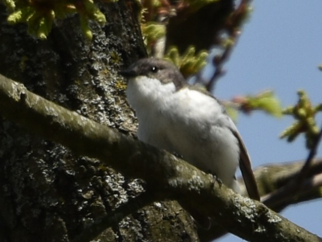 European Pied Flycatcher - ML634218238
