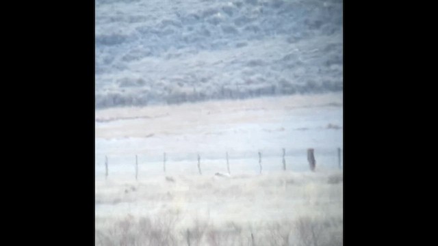 Gunnison Sage-Grouse - ML634218247