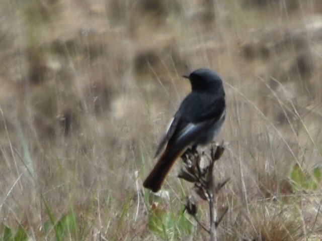 Black Redstart - ML634218250