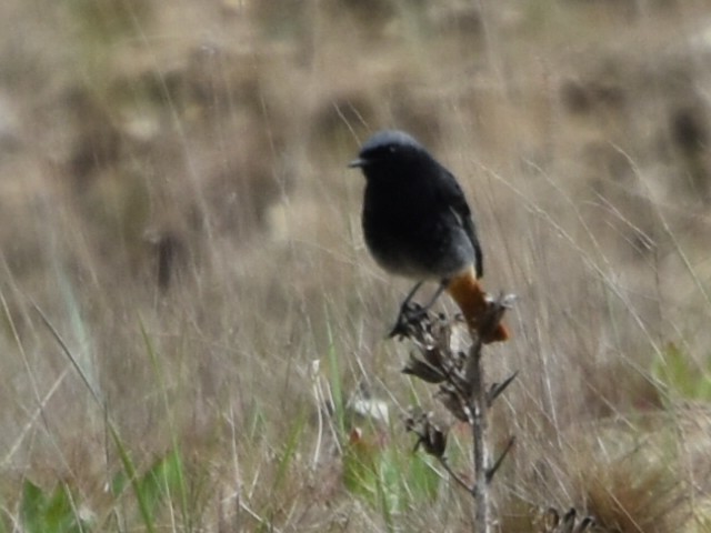 Black Redstart - ML634218251