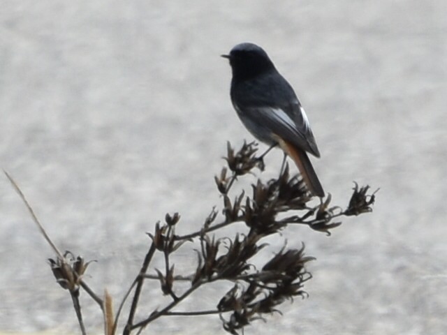 Black Redstart - ML634218252