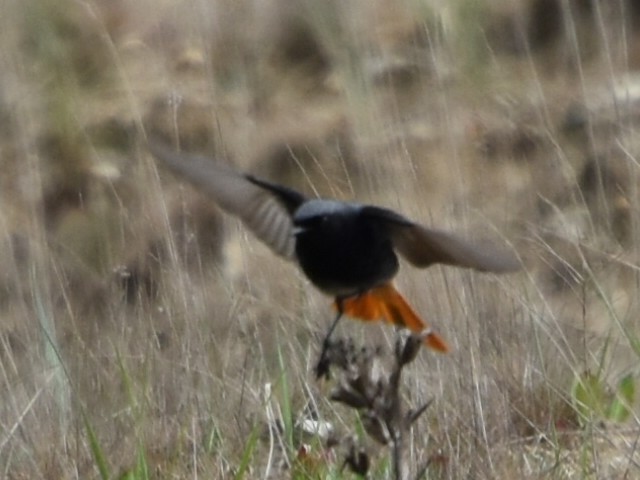 Black Redstart - ML634218253