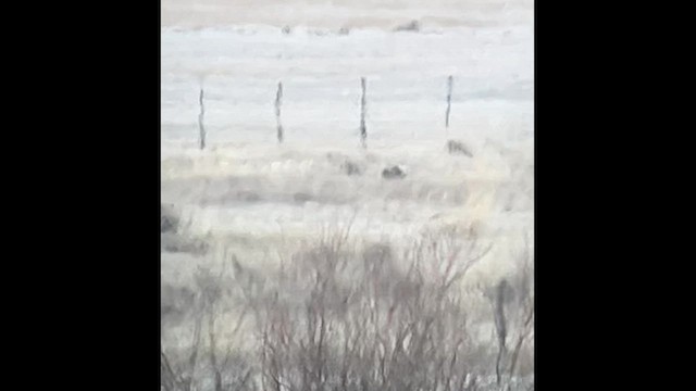 Gunnison Sage-Grouse - ML634218261