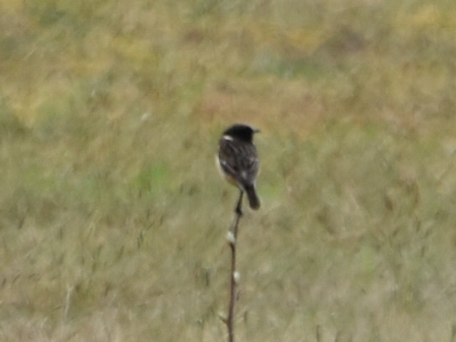 European Stonechat - ML634218266