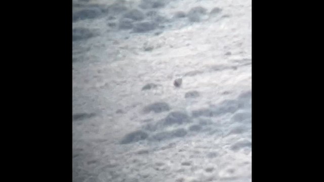 Gunnison Sage-Grouse - ML634218277