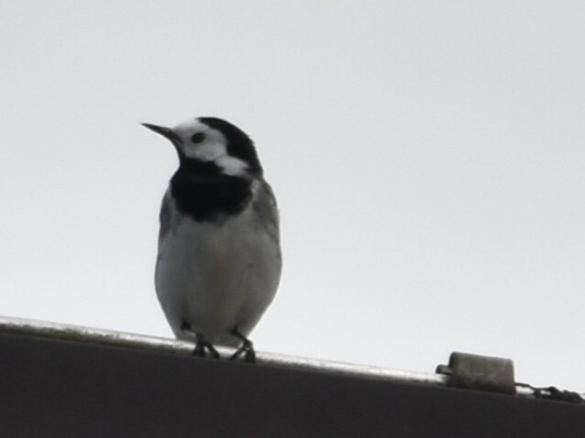 White Wagtail - ML634218278