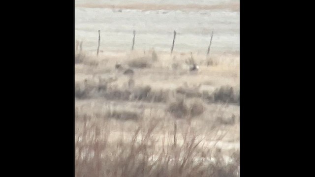 Gunnison Sage-Grouse - ML634218280