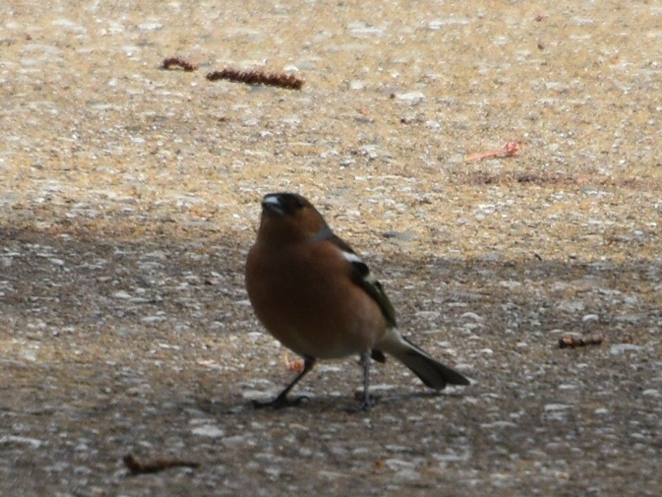 Common Chaffinch - ML634218285