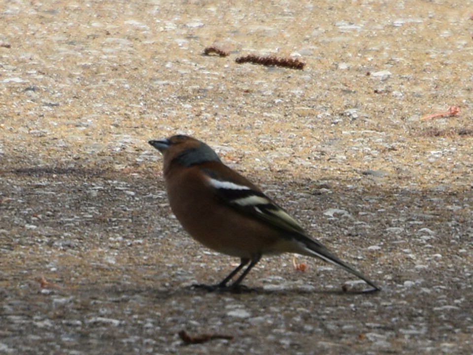 Common Chaffinch - ML634218286