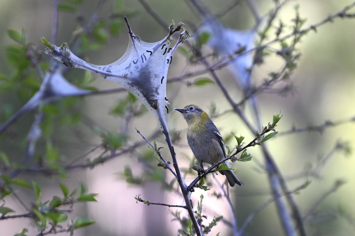 Olive Warbler - ML634218339