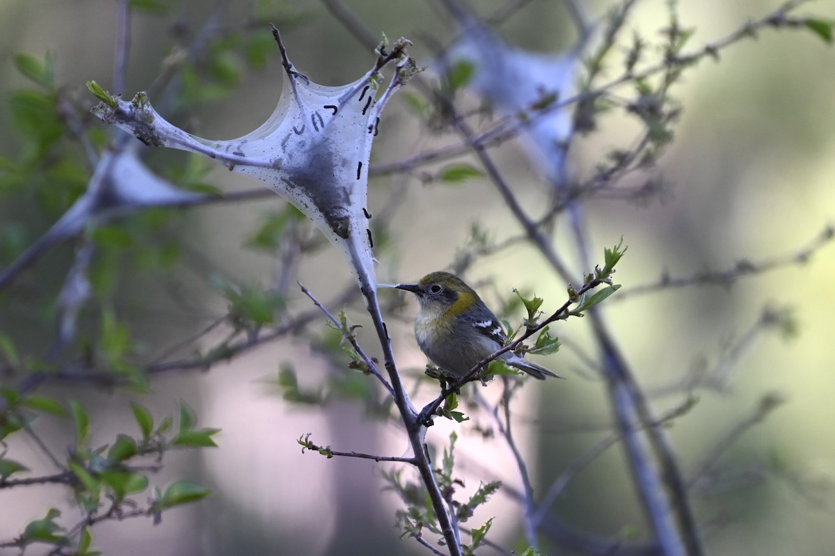 Olive Warbler - ML634218340