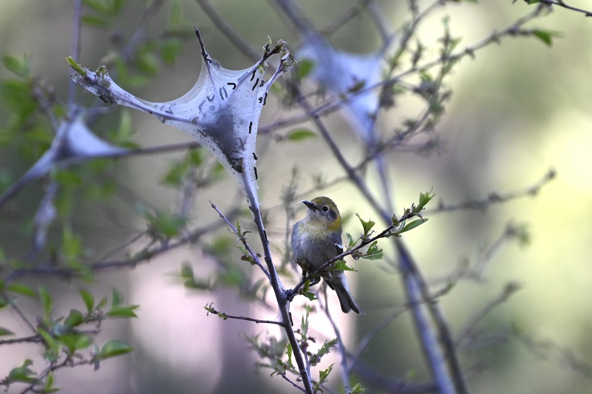 Olive Warbler - ML634218341