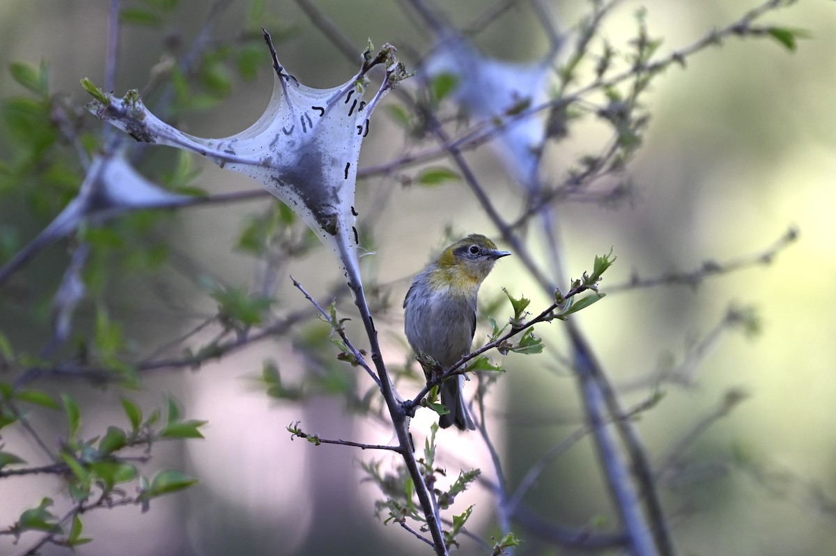 Olive Warbler - ML634218342