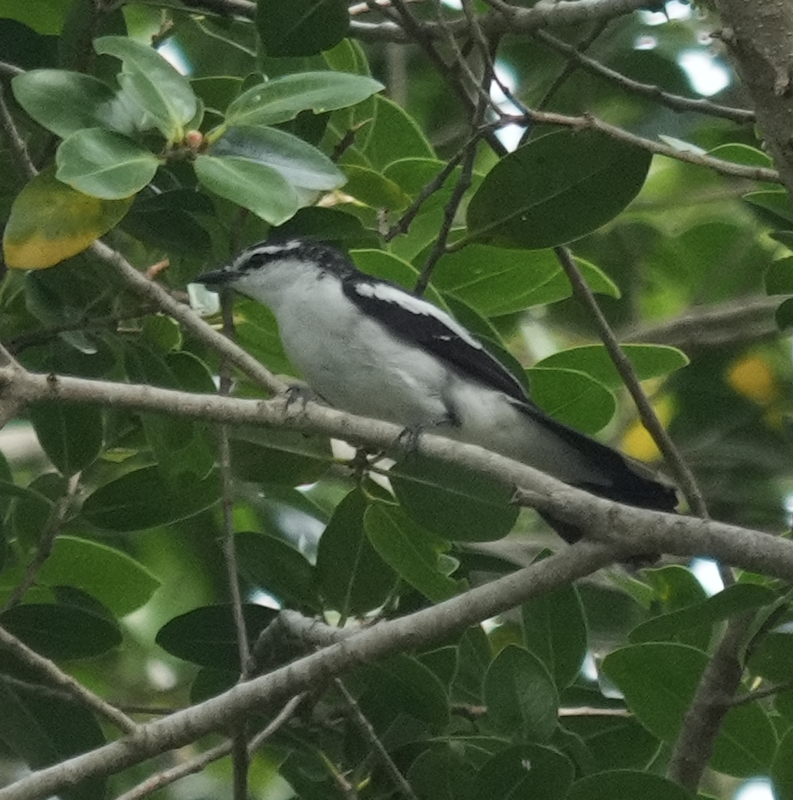 White-shouldered Triller - ML634218436