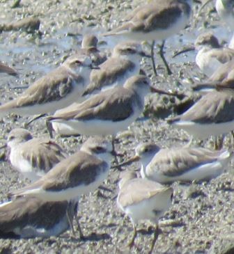 Siberian/Tibetan Sand-Plover - ML634218475