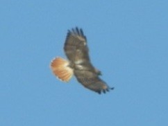 Red-tailed Hawk (Krider's) - ML634218511