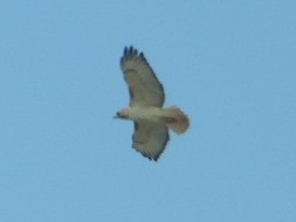 Red-tailed Hawk (Krider's) - ML634218512