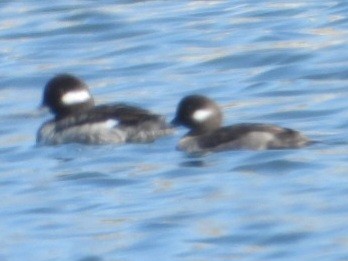 Bufflehead - ML634218539
