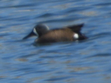 Blue-winged Teal - ML634218546